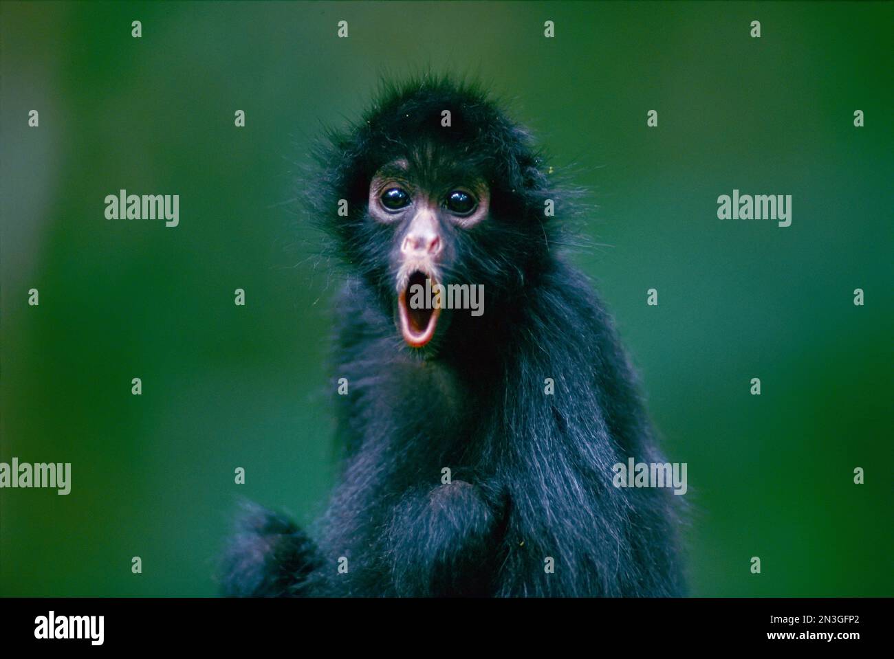 This orphaned black-faced spider monkey (Ateles chamek), named Pulgoso, is full of surprise.  Pulgoso, which translates to 'full of fleas' was rais... Stock Photo