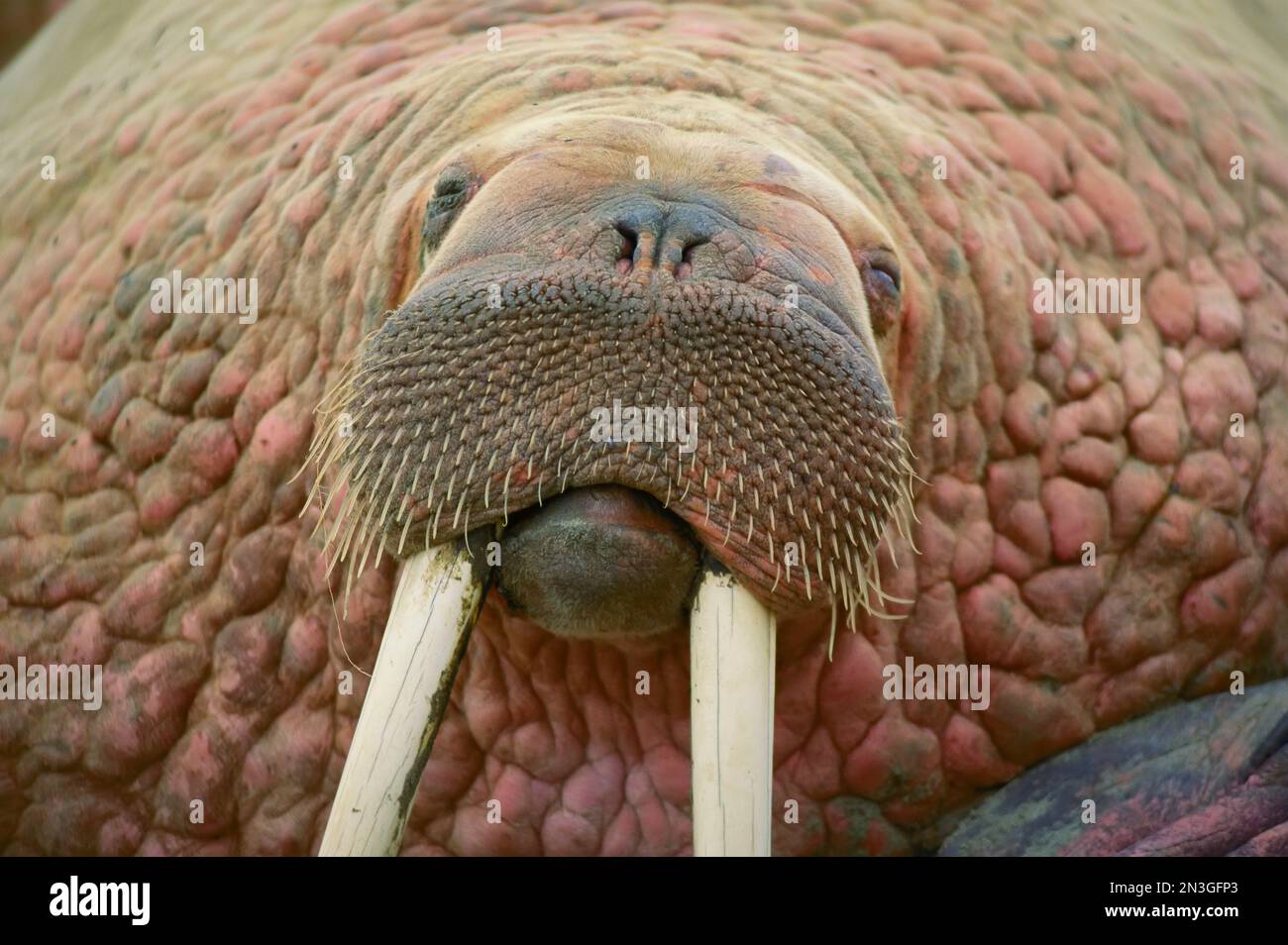 Close up of a walrus and tusks (Odobenus rosmarus) on the beach in ...