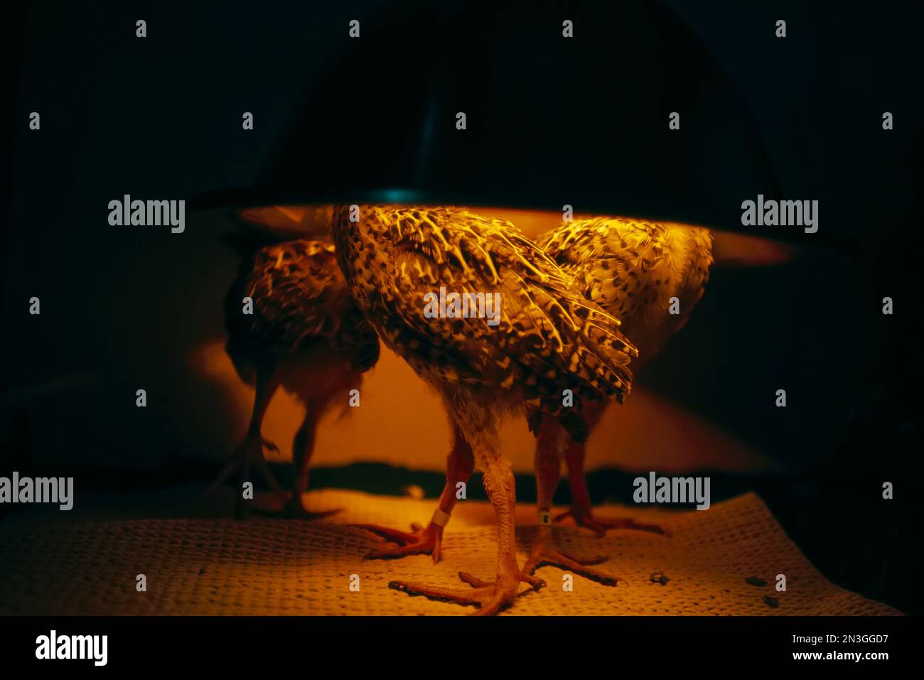Juvenile Attwater's prairiechickens (Tympanuchus cupido attwateri) under a heating lamp at