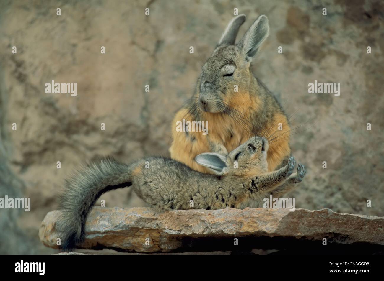 Baby viscacha in full stretch in front of its resting mother; Atacama Desert, Chile Stock Photo