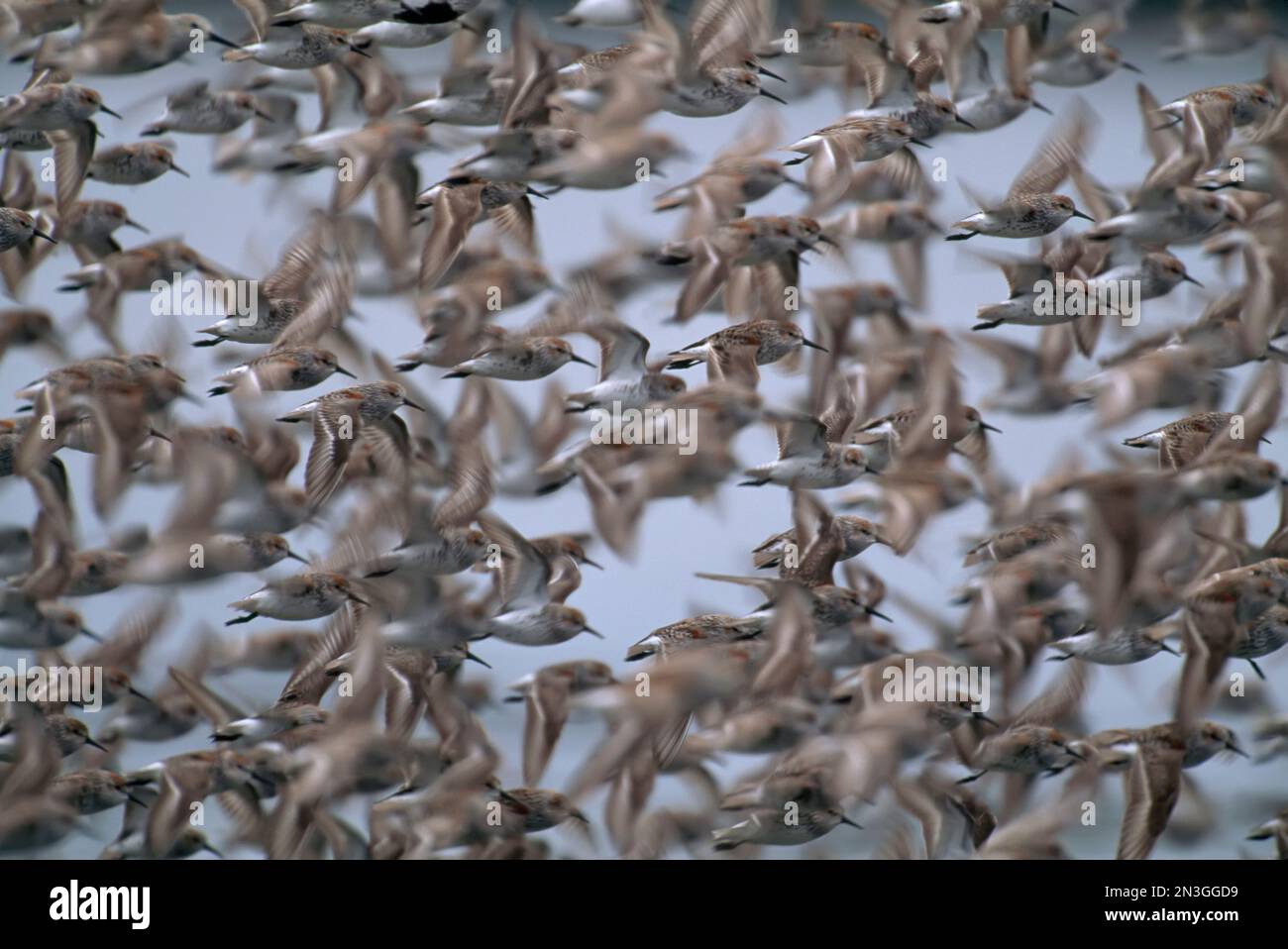 Huge flock of Western sandpipers (Calidris mauri) flying into Clayoquot Sound and Vancouver Island, BC, Canada; British Columbia, Canada Stock Photo