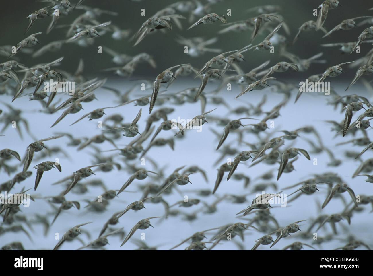 Huge flock of Western sandpipers (Calidris mauri) flying, Vancouver Island, BC, Canada; Tofino, British Columbia, Canada Stock Photo