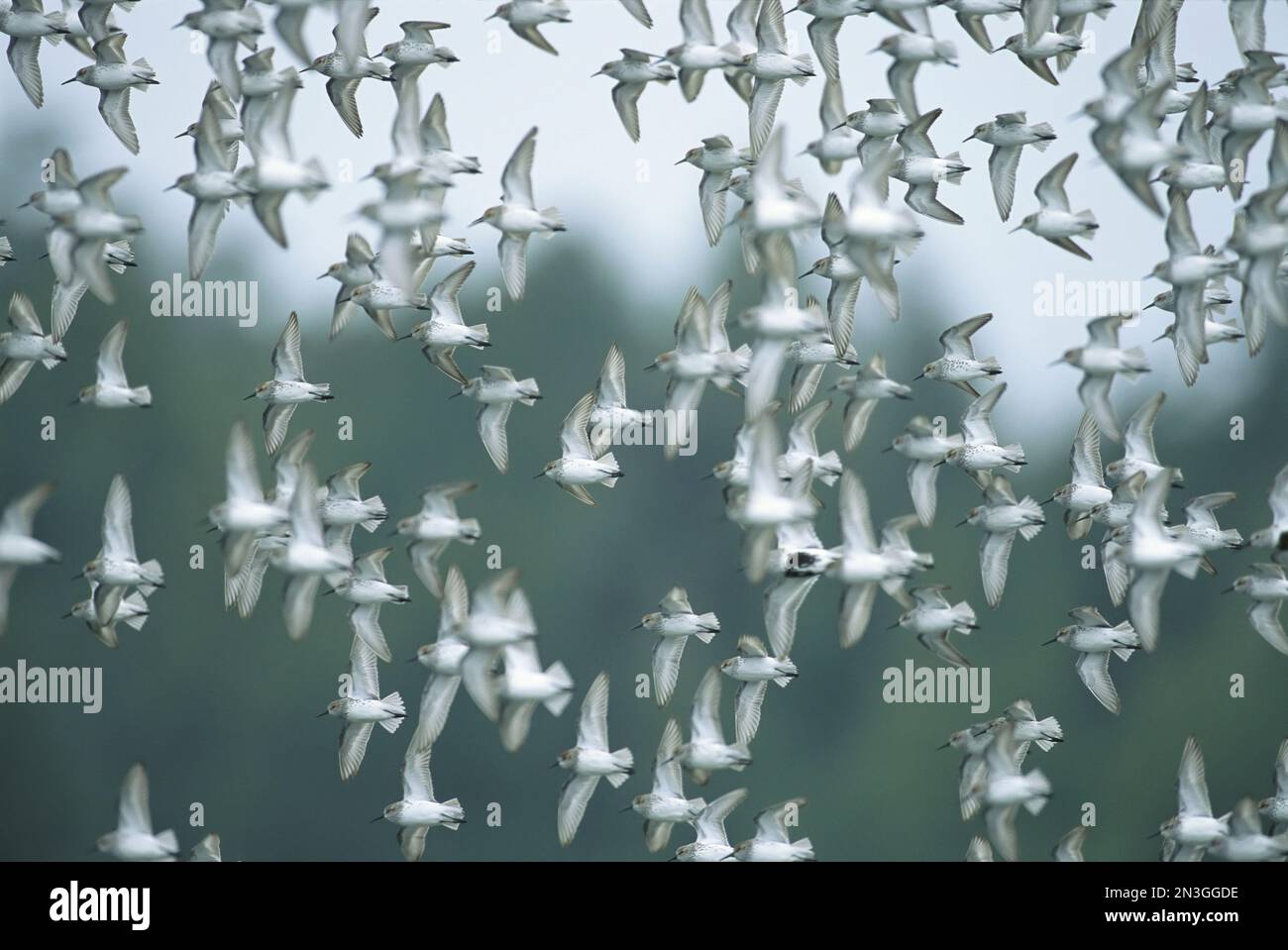 Flock of Western sandpipers (Calidris mauri) in flight; Tofino, British Columbia, Canada Stock Photo