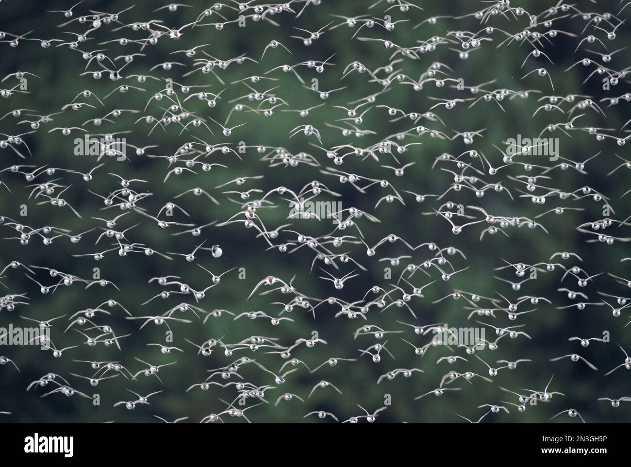 Flock of Western sandpipers (Calidris mauri) in flight; Tofino, British Columbia, Canada Stock Photo