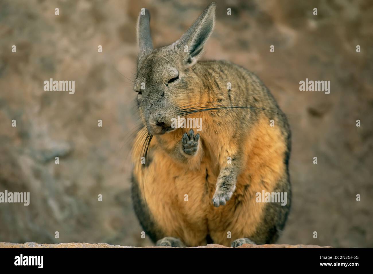 Close view of a herbivorous viscacha; Atacama Desert, Chile Stock Photo