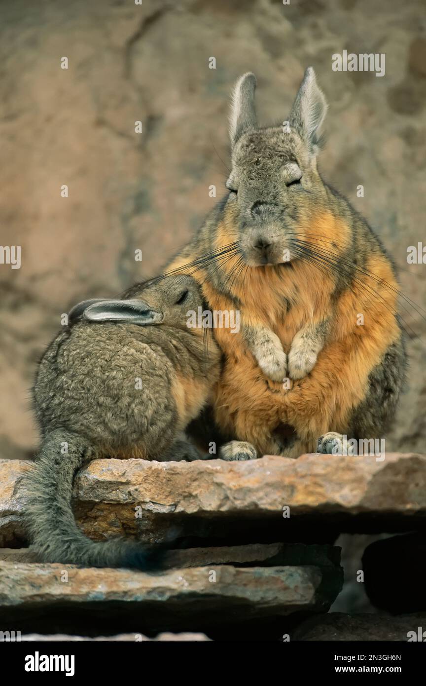 Herbivorous viscacha nurses her baby; Atacama Desert, Chile Stock Photo