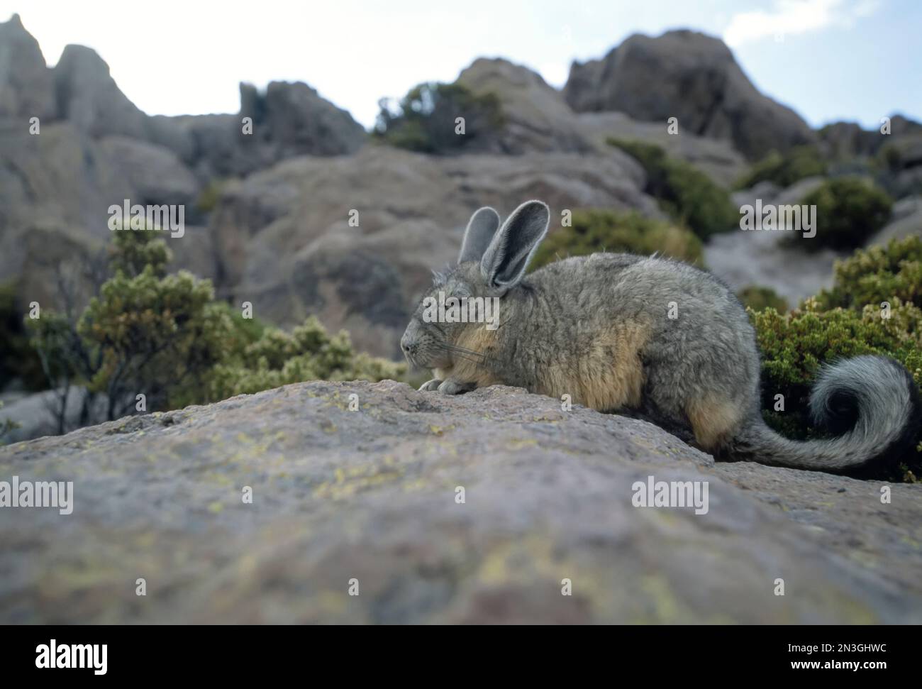 A herbivorous viscacha sits camouflaged on a rock, tail curled; Atacama Desert, Chile Stock Photo