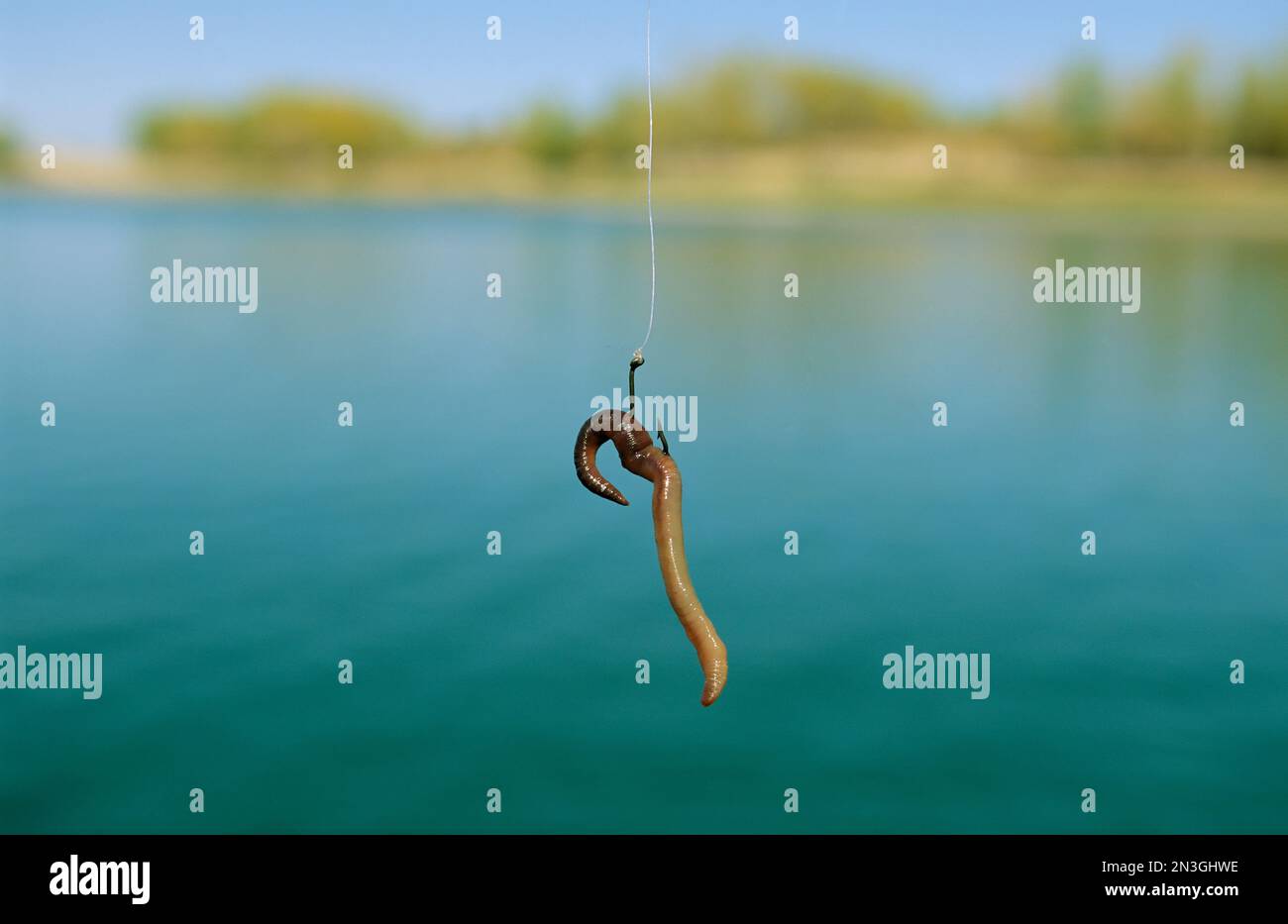 A fishing hook baited with an earthworm Stock Photo - Alamy
