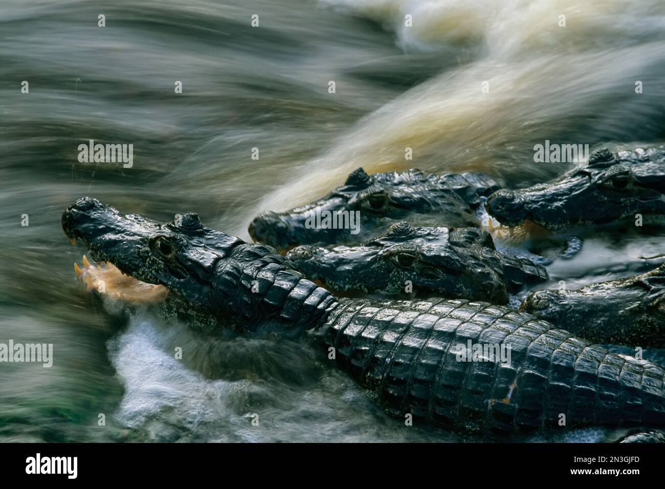 Speckled caimans (Caiman Crocodilus) wait for unsuspecting fish in Pantanal waters; Pantanal, Brazil Stock Photo