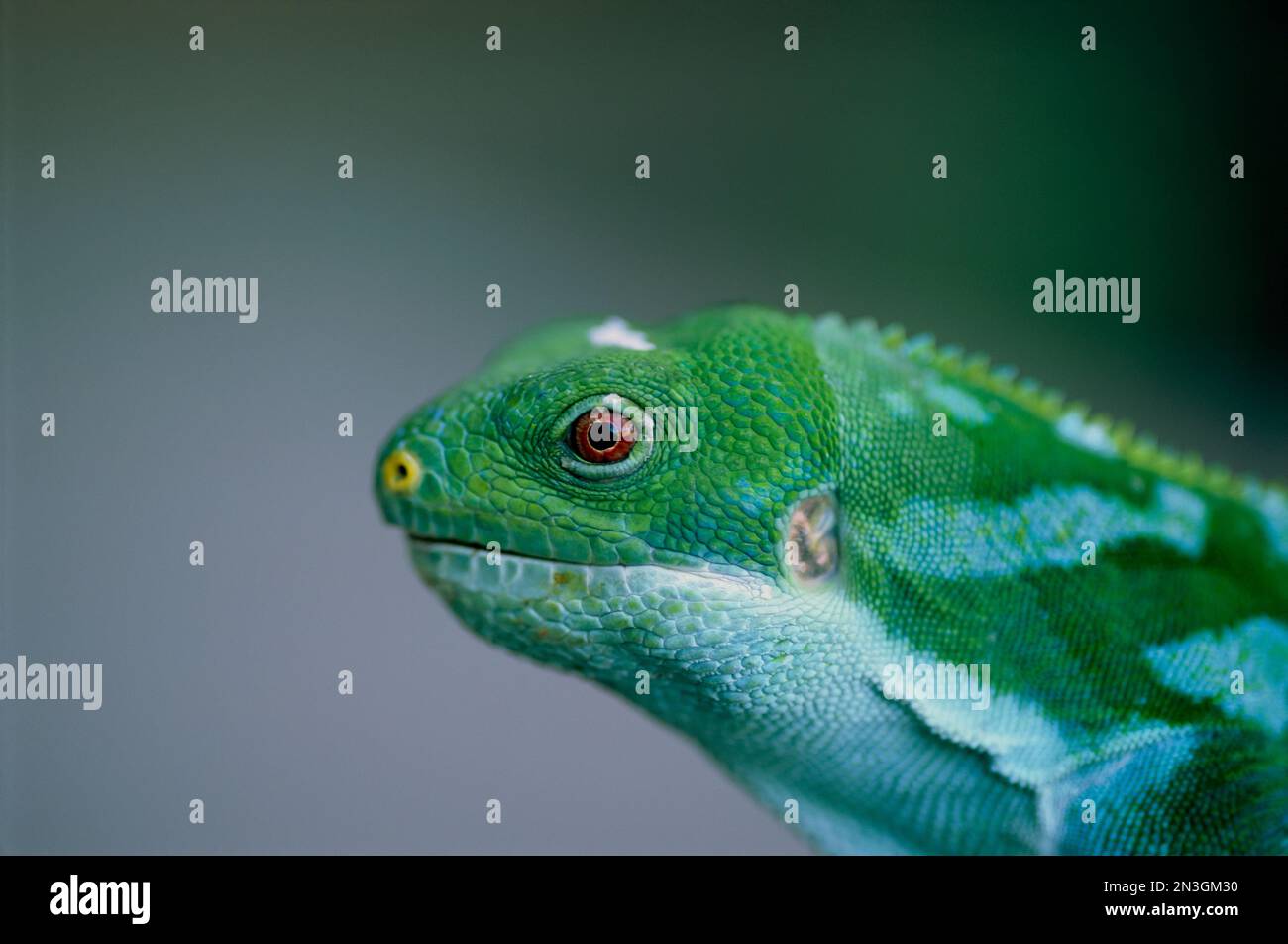 Fijian banded iguana (Brachylophus bulabula) at the Houston Zoo