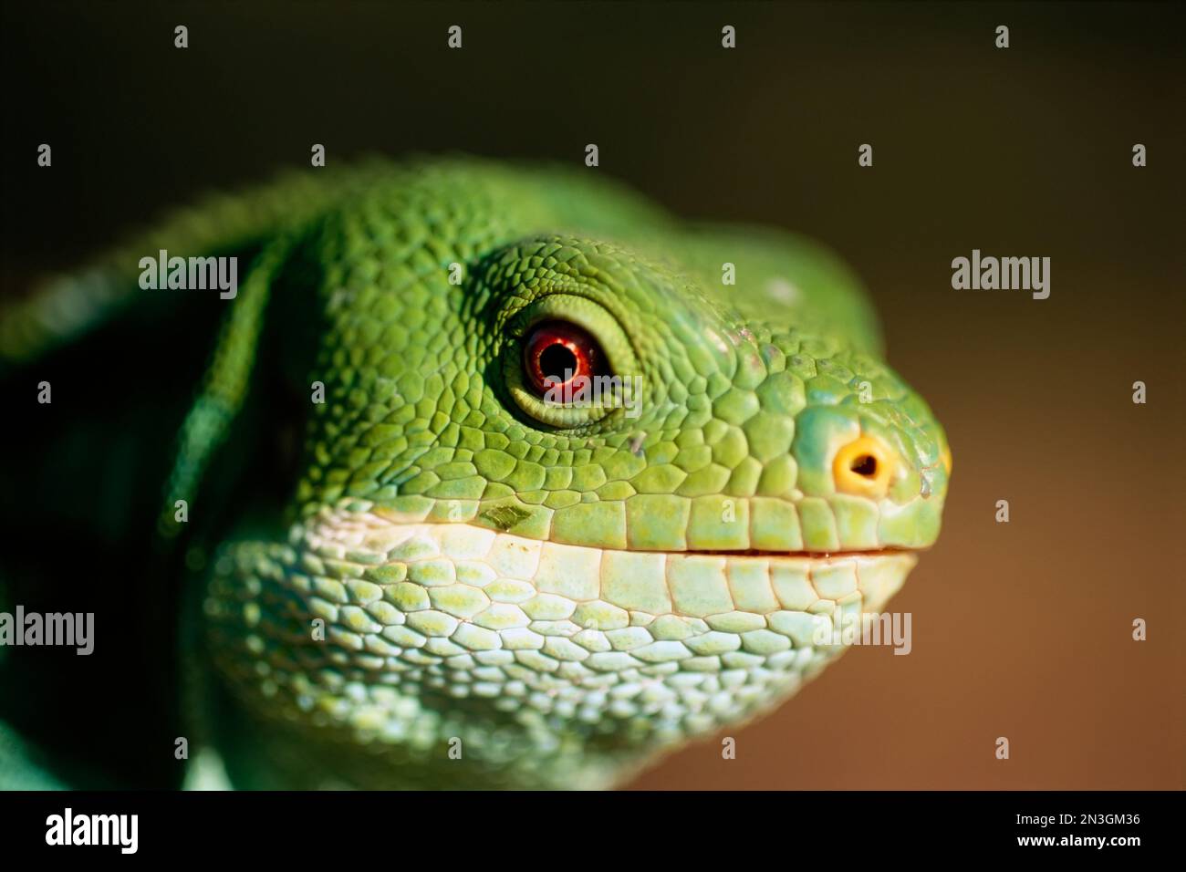 Fijian banded iguana (Brachylophus bulabula) at the Houston Zoo