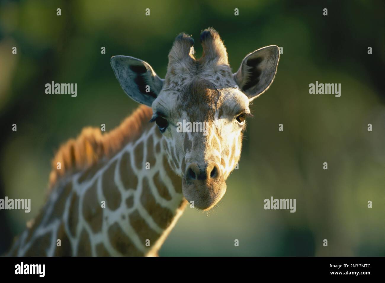 Portrait shot of a reticulated giraffe (Giraffa reticulata). Stock Photo