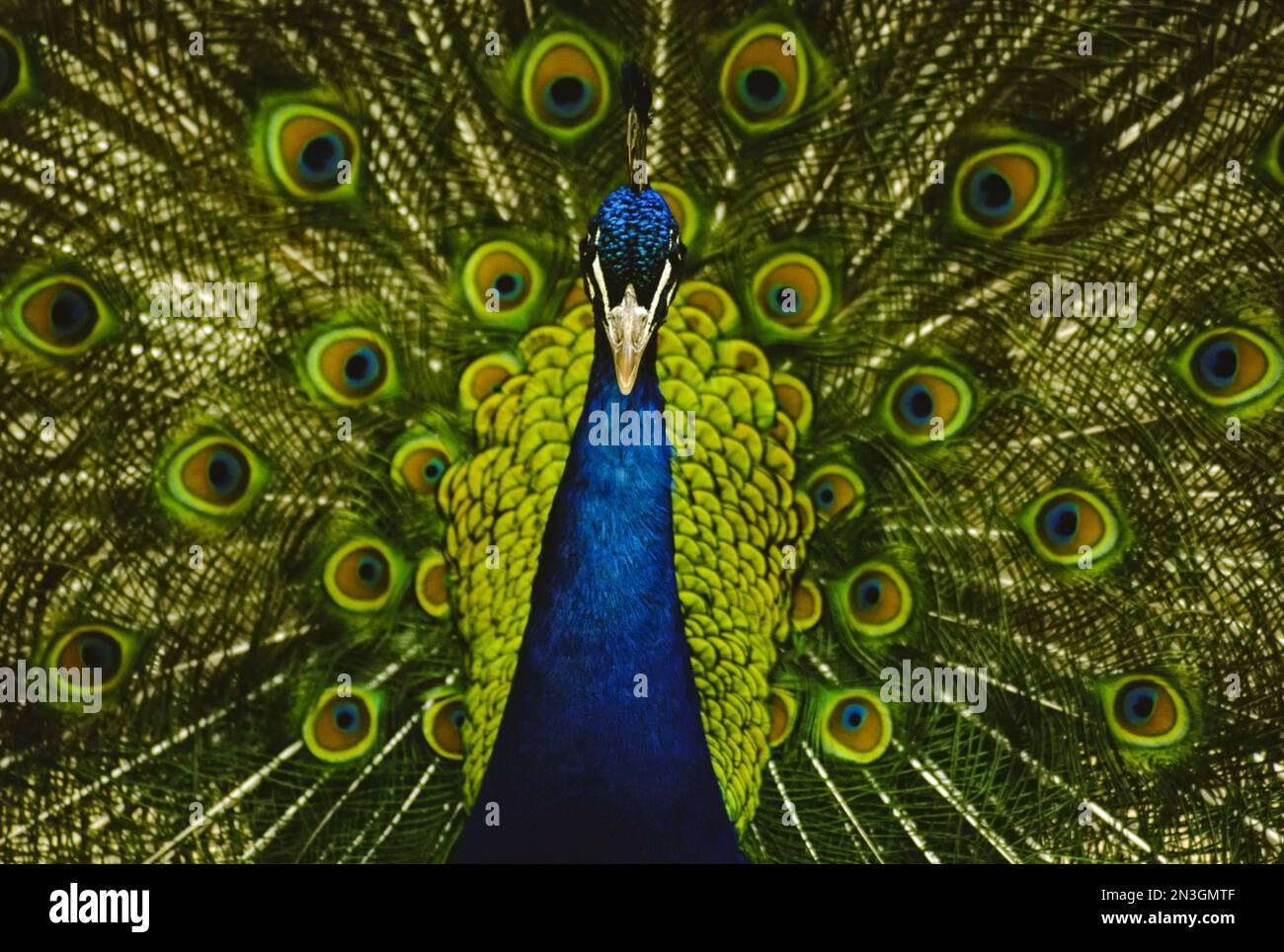 Close-up portrait of a male peacock displaying beautiful plumage; Lincoln, Nebraska, United States of America Stock Photo