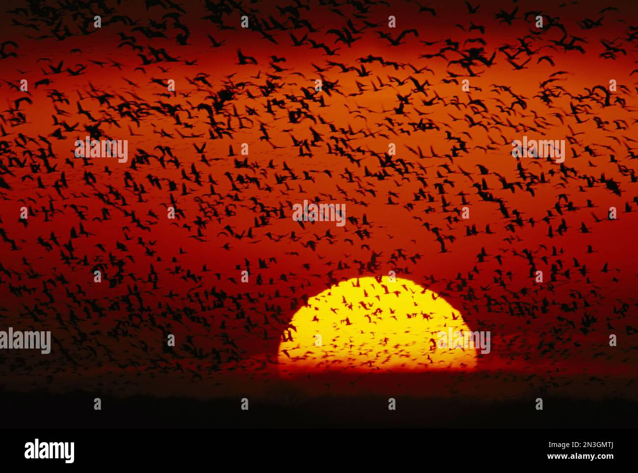 Flying flock in morning hi-res stock photography and images - Alamy