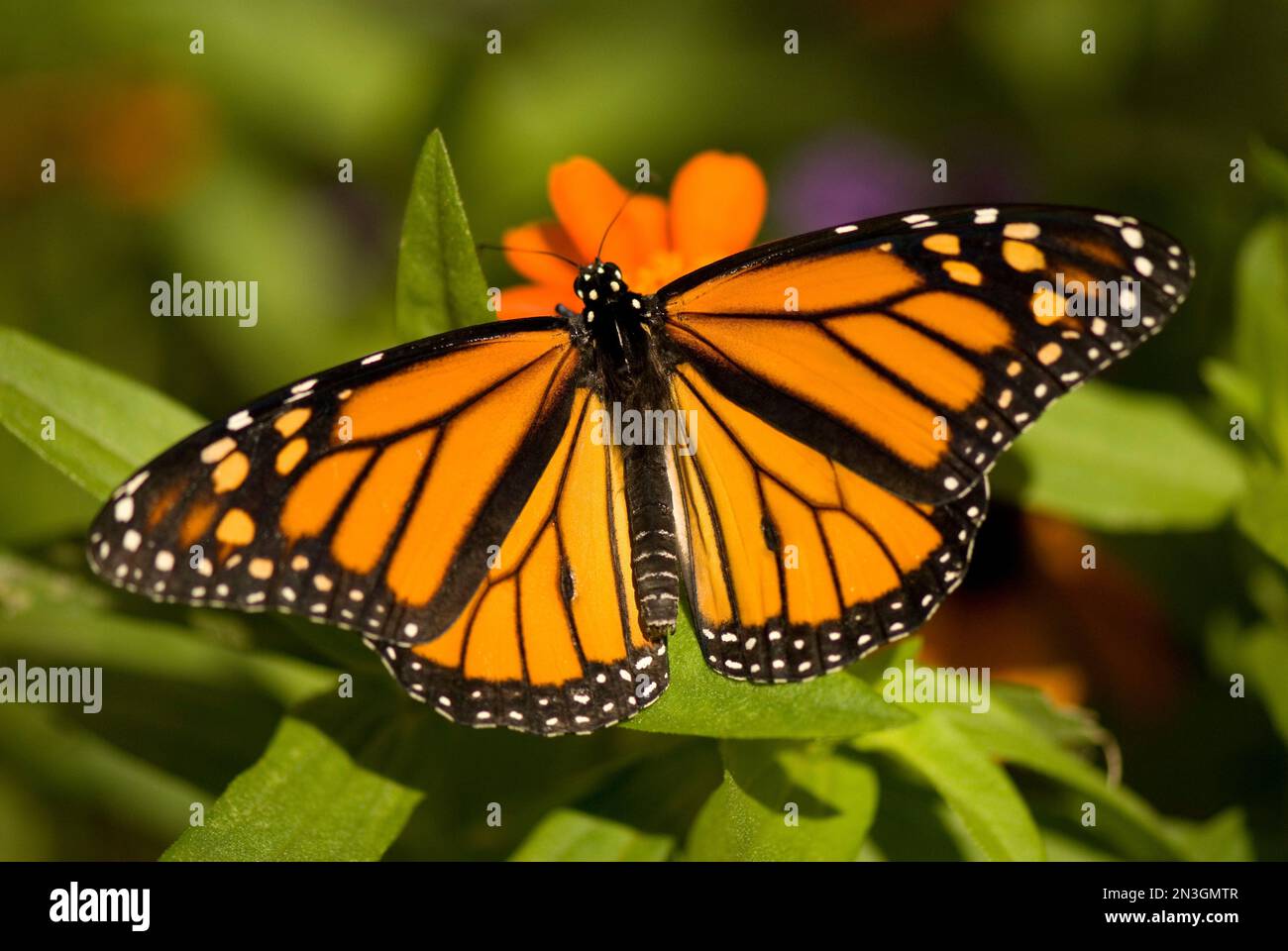 Monarch butterfly (Danaus plexippus) resting on a flowering plant in a butterfly pavilion; Lincoln, Nebraska, United States of America Stock Photo