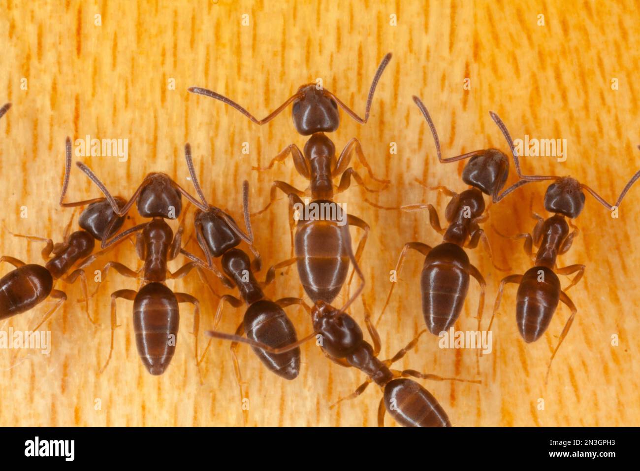 Group of odorous house ants (Tapinoma sessile); Lincoln, Nebraska, United States of America Stock Photo