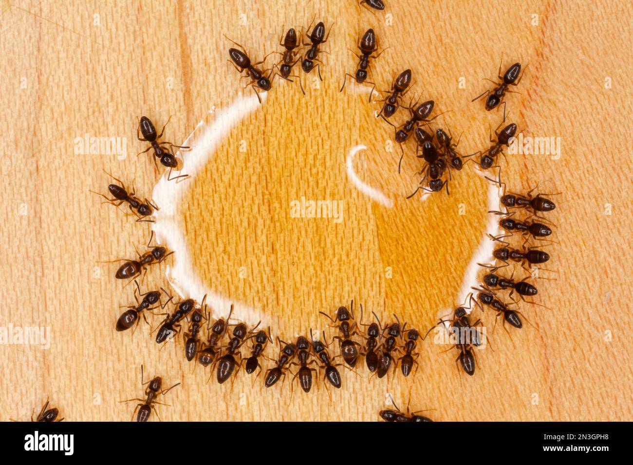 Group of odorous house ants (Tapinoma sessile) drink from a drop of water on the floor; Lincoln, Nebraska, United States of America Stock Photo