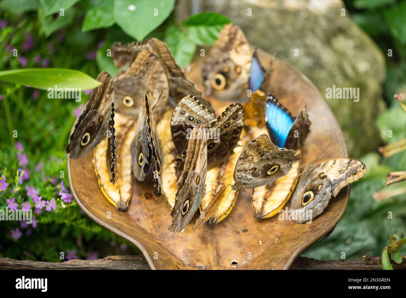 Owl butterflies, Caligo memnon, feed on bananas in the Butterfly