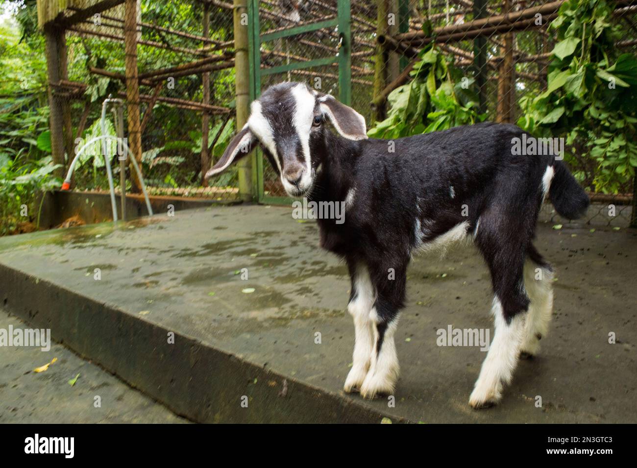 A kid goat (Capra aegagrus hircus) stands outside a caged area in Cuc Phuong National Park; Vietnam Stock Photo