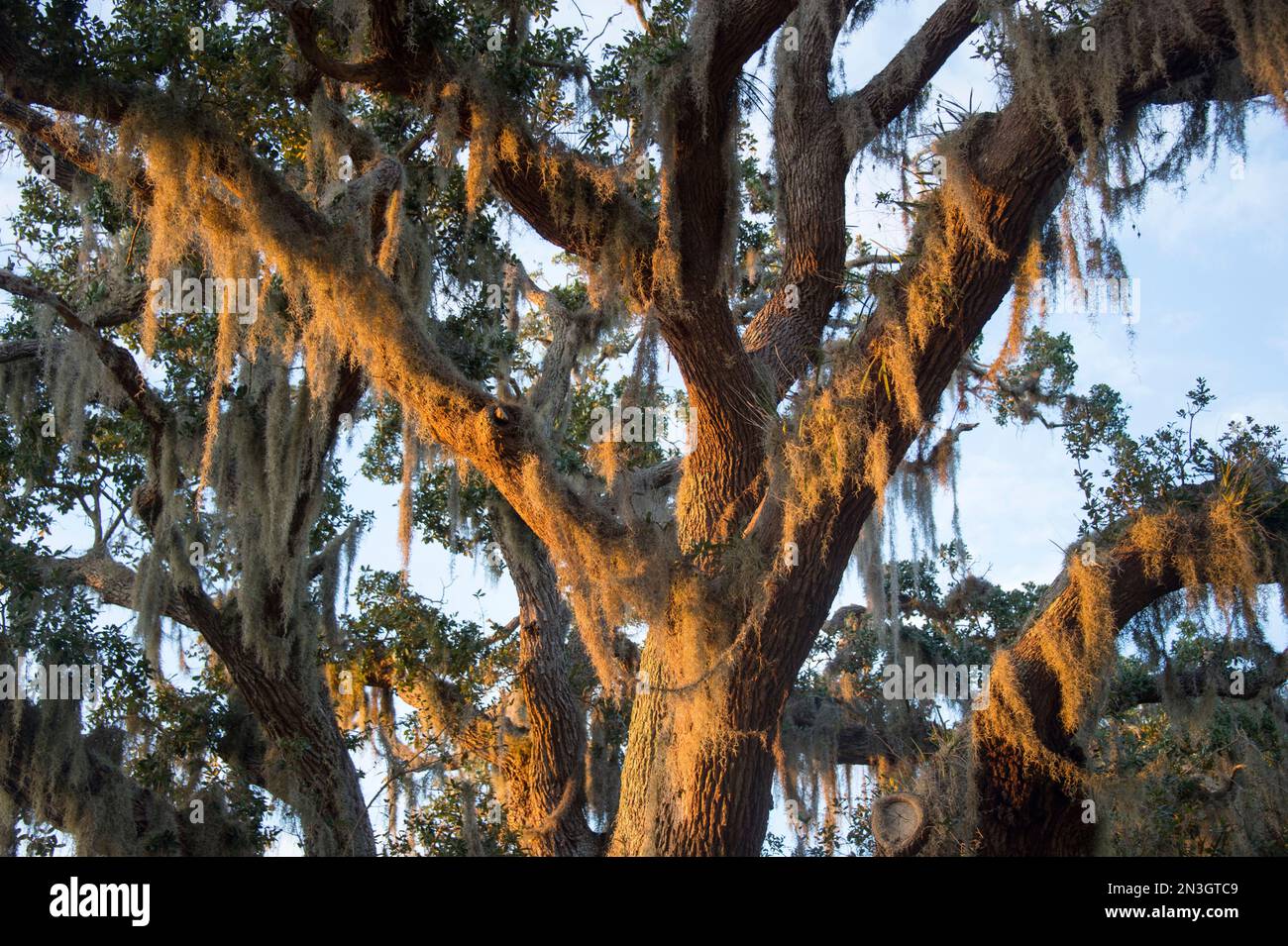 Spanish moss, an epiphytic plant, hangs in a live oak tree; Osprey, Florida, United States of America Stock Photo