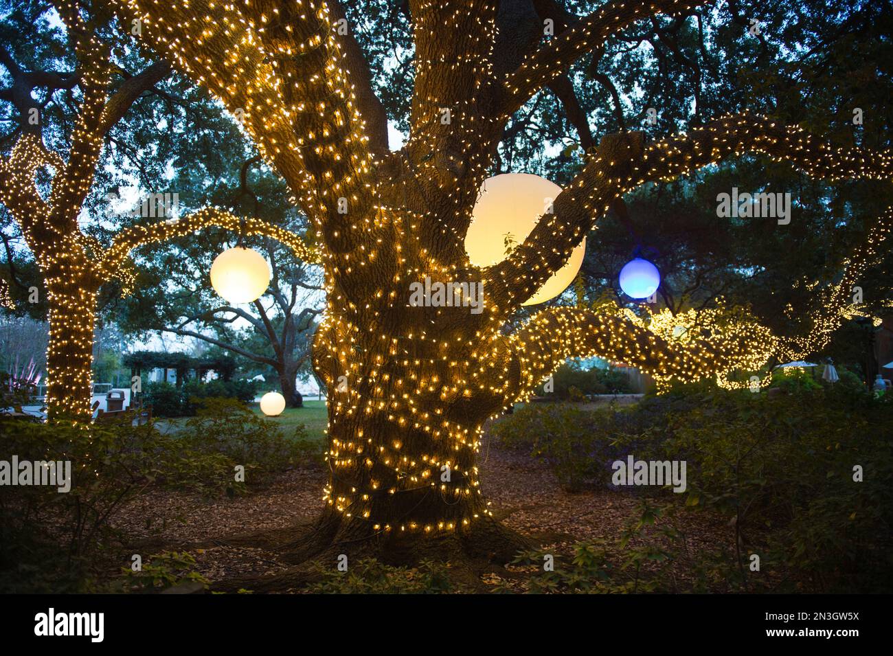 Holiday lights light up a wooded area; Houston, Texas, United States of