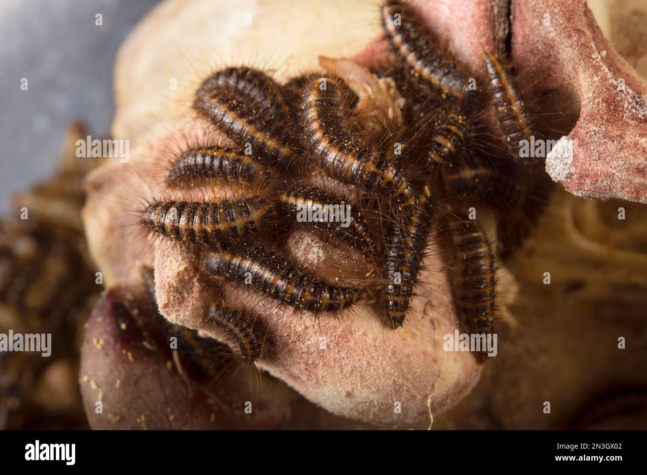 Larva of a Hide beetle (Dermestes ater) at a zoo; Dallas, Texas, United States of America Stock Photo