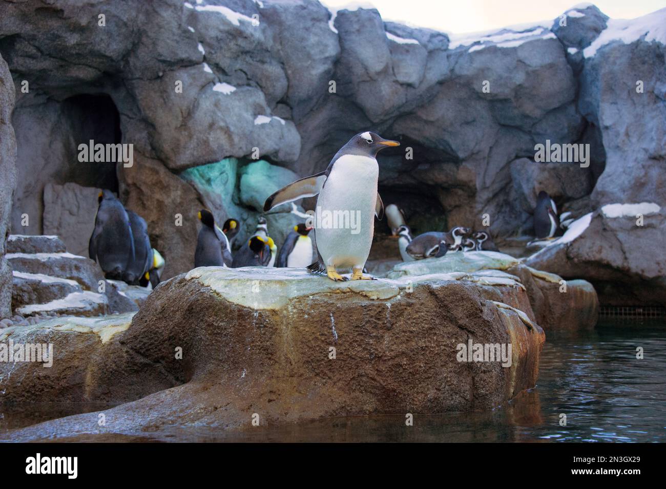 Penguins in an enclosure at a zoo; Calgary, Alberta, Canada Stock Photo