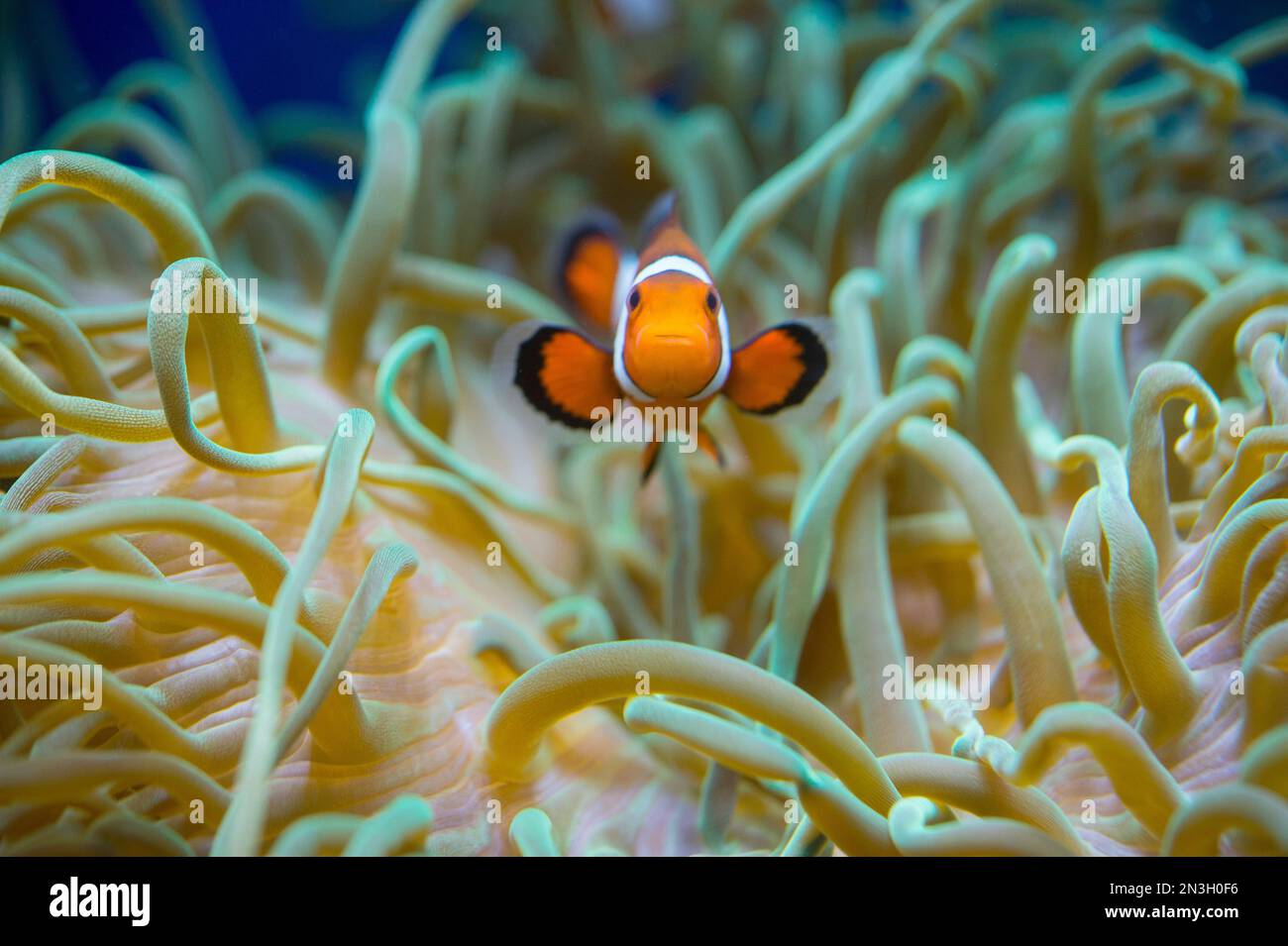 Clown fish nestled inside of a sea anemone at a zoo; Oklahoma City, Oklahoma, United States of America Stock Photo