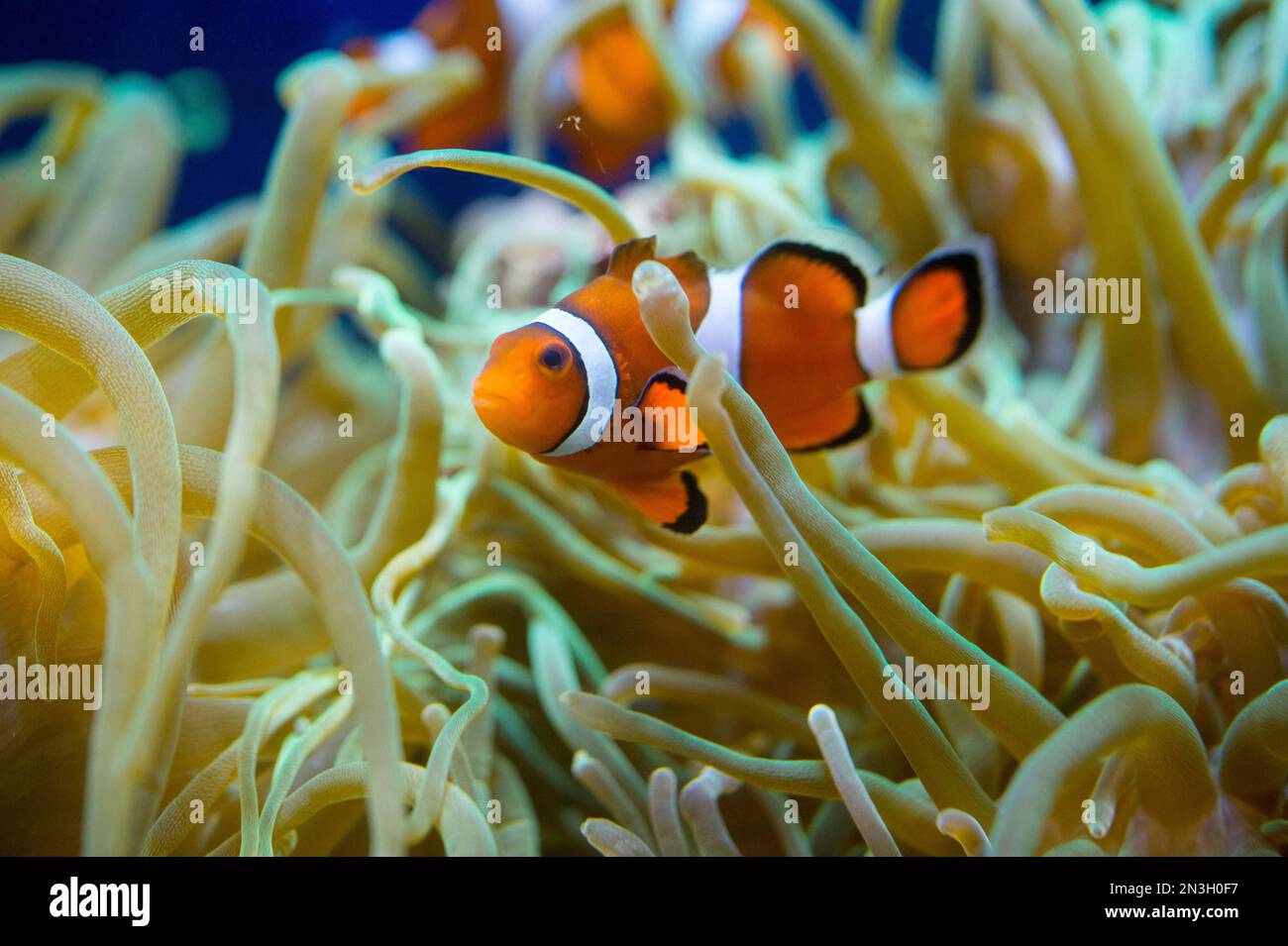 Clown fish nestled inside of a sea anemone at a zoo; Oklahoma City, Oklahoma, United States of America Stock Photo