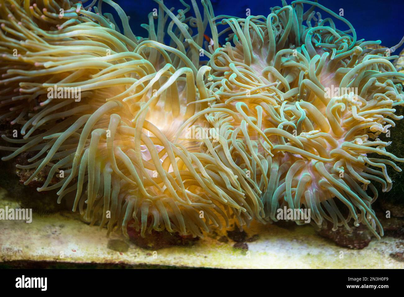 Aquarium filled with sea anemones at a zoo; Oklahoma City, Oklahoma, United States of America Stock Photo