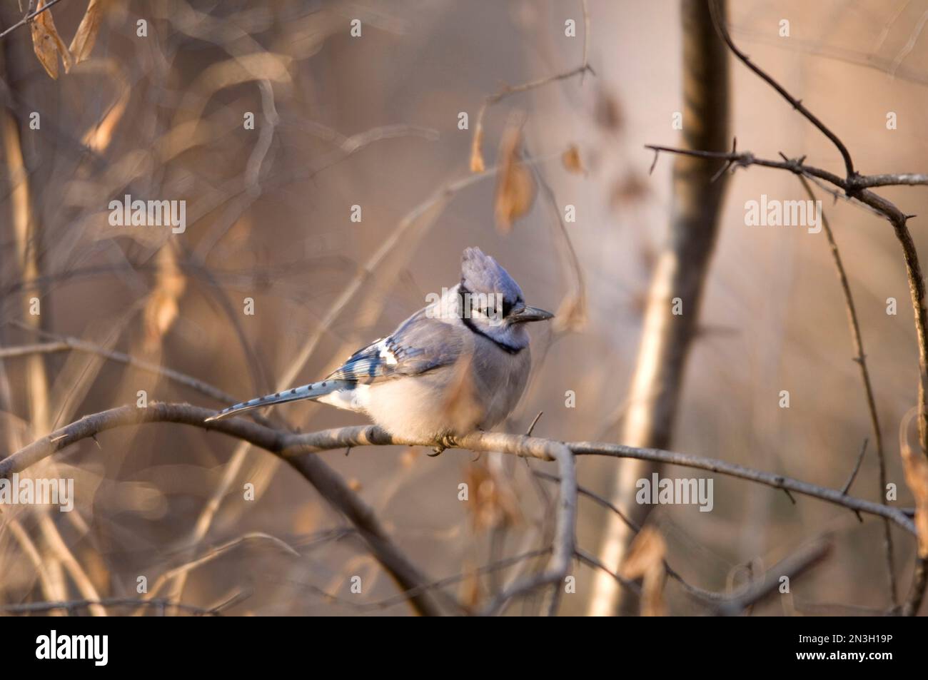 Blue jay beautiful bird image hi-res stock photography and images - Alamy
