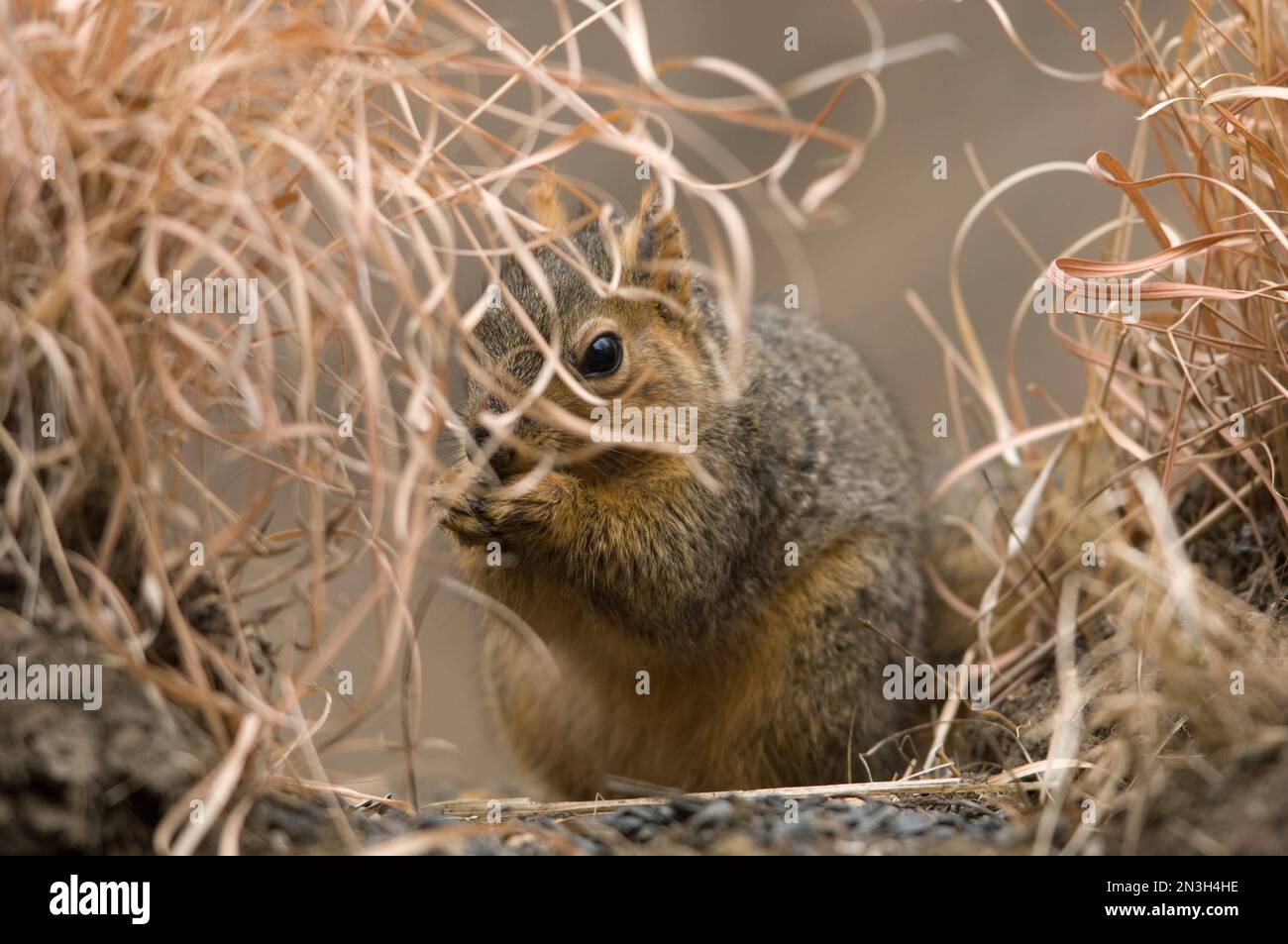 Selective fox squirrel sciurus hi-res stock photography and images - Alamy