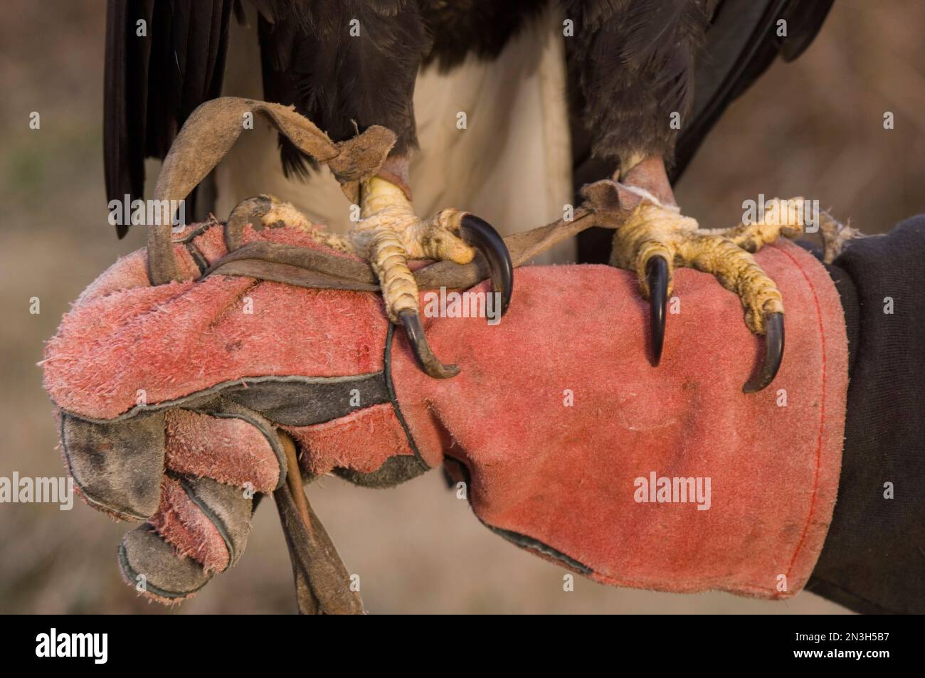 Captive Bald Eagle (Haliaeetus leucocephalus) talons are tethered and