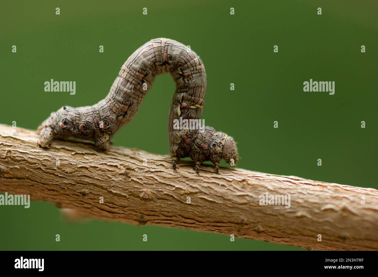 Moth caterpillar (Lepidoptera noctuidae) inches along a tree branch
