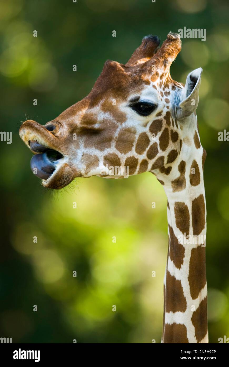 Reticulated giraffe (Giraffa camelopardalis reticulata) showing it's tongue at a zoo; Omaha, Nebraska, United States of America Stock Photo