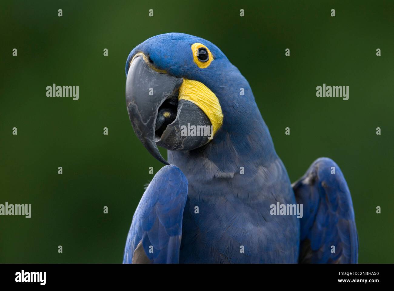 Hyacinth Macaw Images – Browse 3,476 Stock Photos, Vectors, and Video |  Adobe Stock