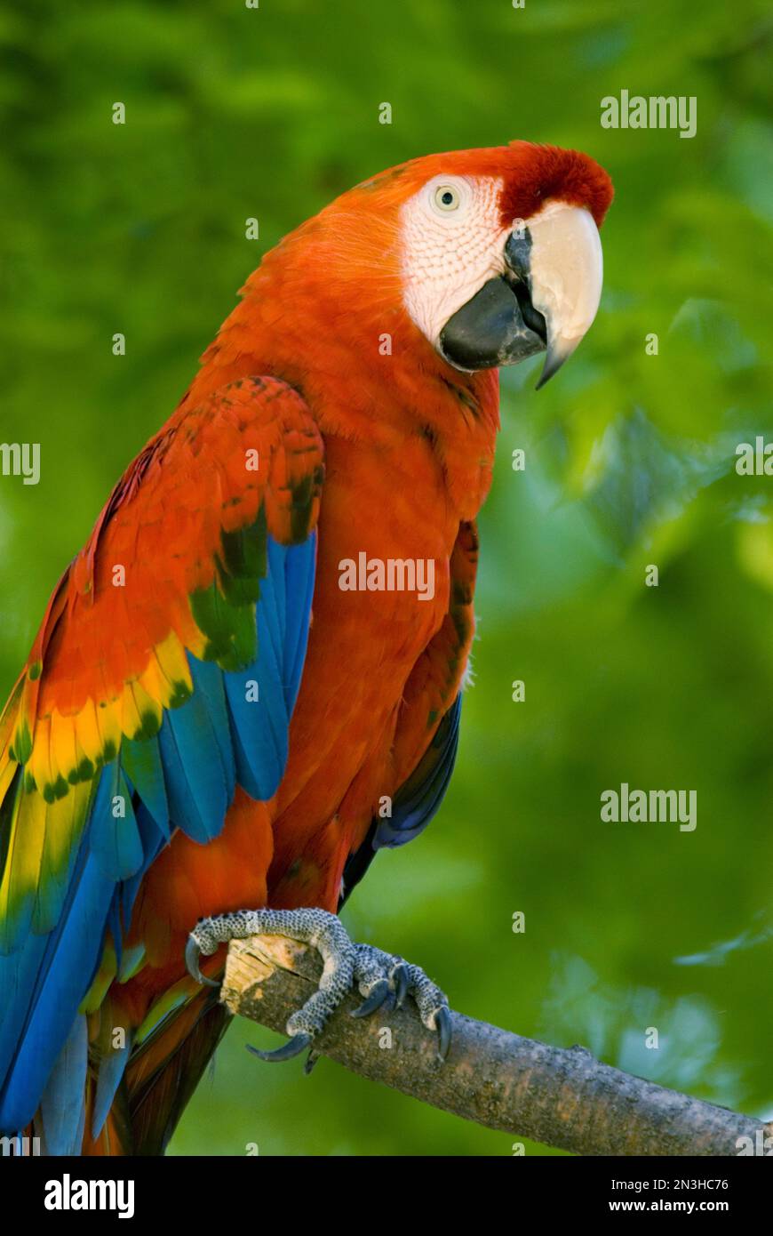 beak grinding! : r/PartyParrot