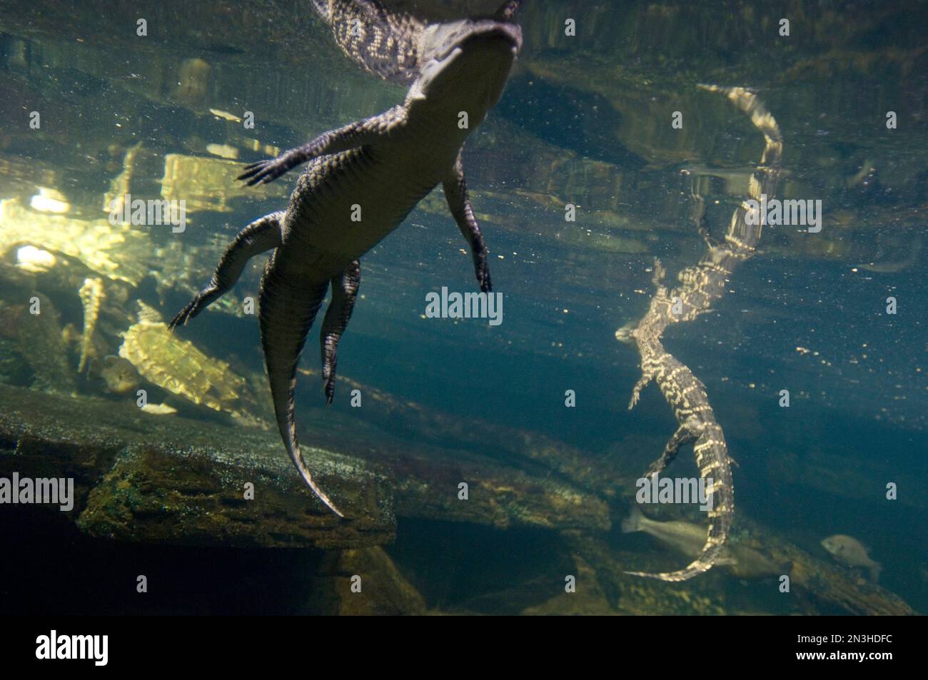 American alligators (Alligator mississippiensis) in the water of a Desert Dome in a zoo; Omaha, Nebraska, United States of America Stock Photo