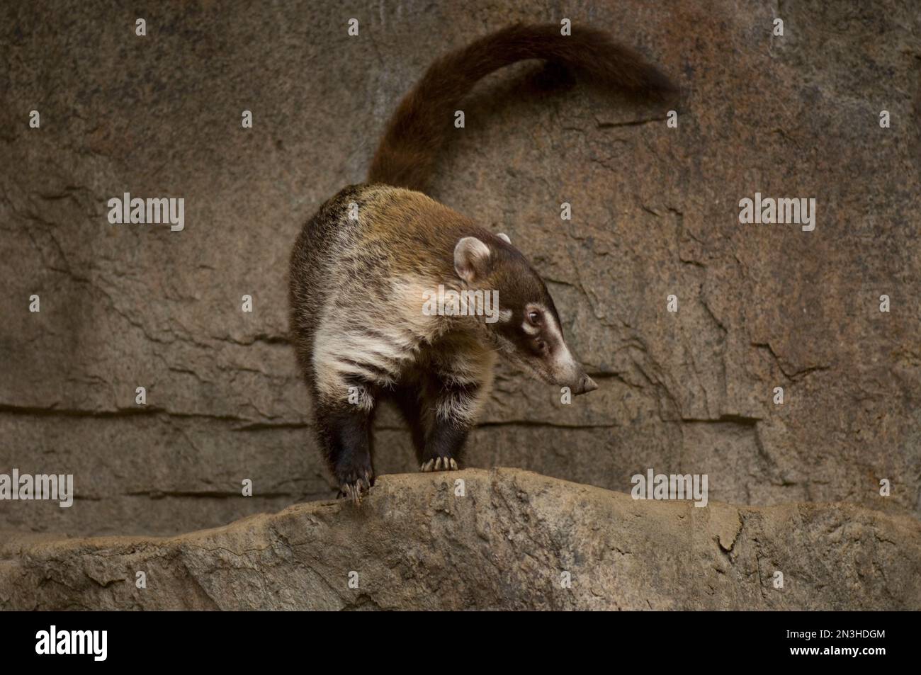 Portrait of a Coatimundis at a zoo; Omaha, Nebraska, United States of America Stock Photo