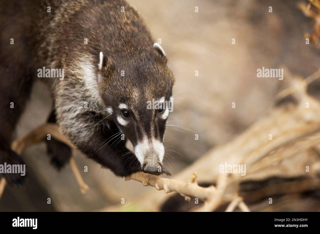 Coatimundis crawling across a branch in an enclosure at a zoo; Omaha, Nebraska, United States of America Stock Photo
