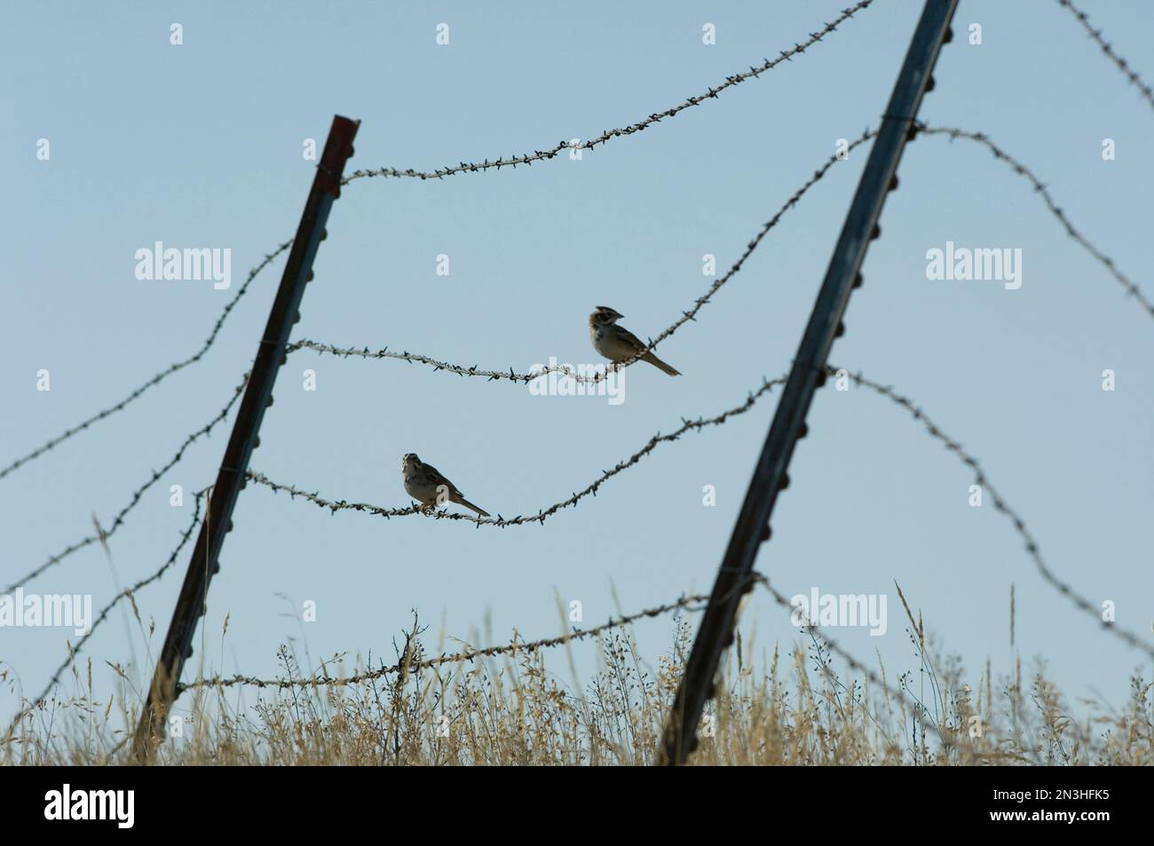 Brown-headed cowbirds (Molothrus ater) sit on a wire in eastern Montana, USA; Malta, Montana, United States of America Stock Photo