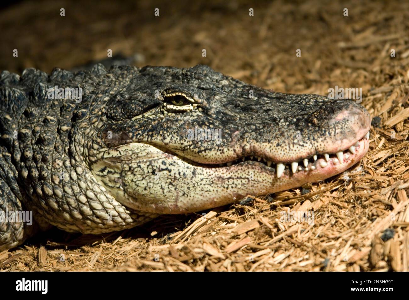 An American alligator (Alligator mississippiensis) shows his teeth as he lays on wood chips in an enclosure at a zoo Stock Photo