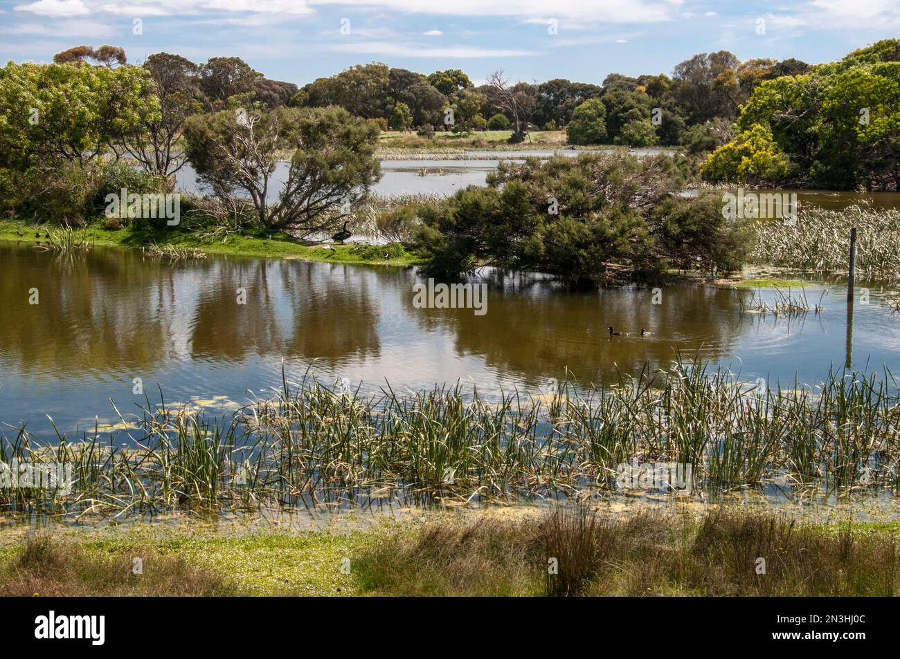 Lake McIntyre is a native wildlife and vegetation reserve in Millicent