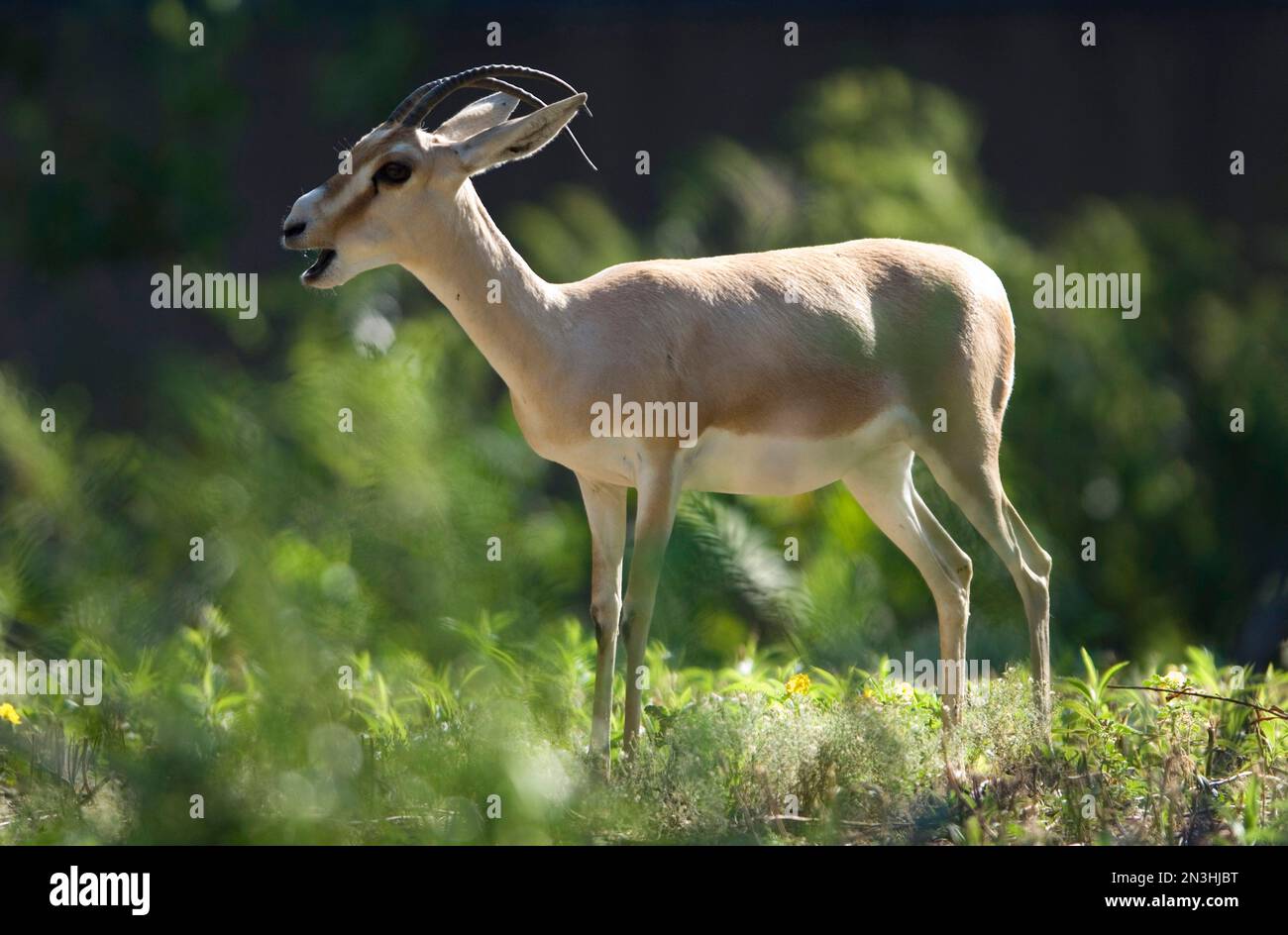 Portrait gazelle in enclosure hi-res stock photography and images - Alamy