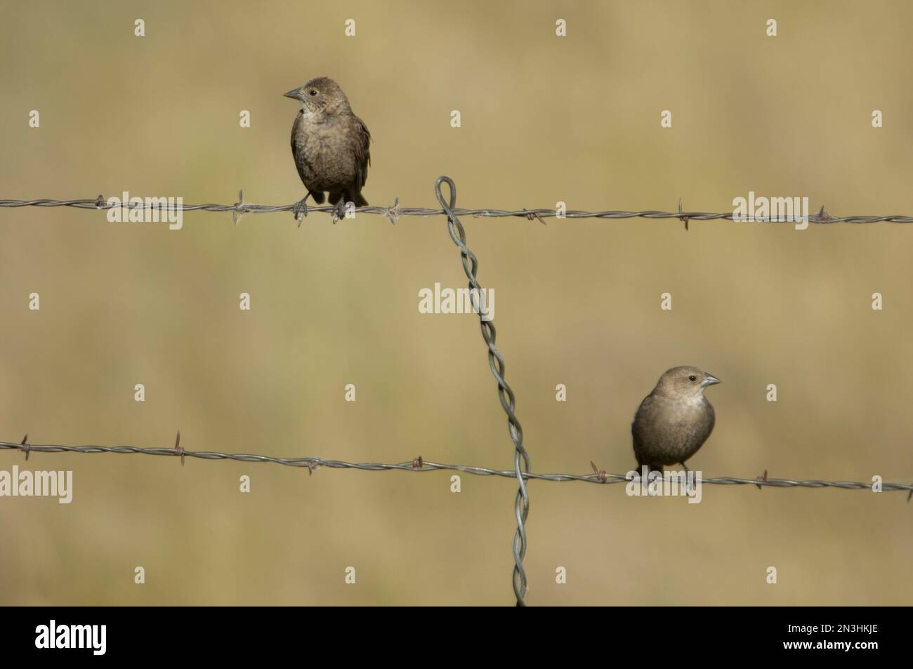 Brown-headed cowbirds (Molothrus ater) perch on a barbed wire fence in Montana, USA; Billings, Montana, United States of America Stock Photo