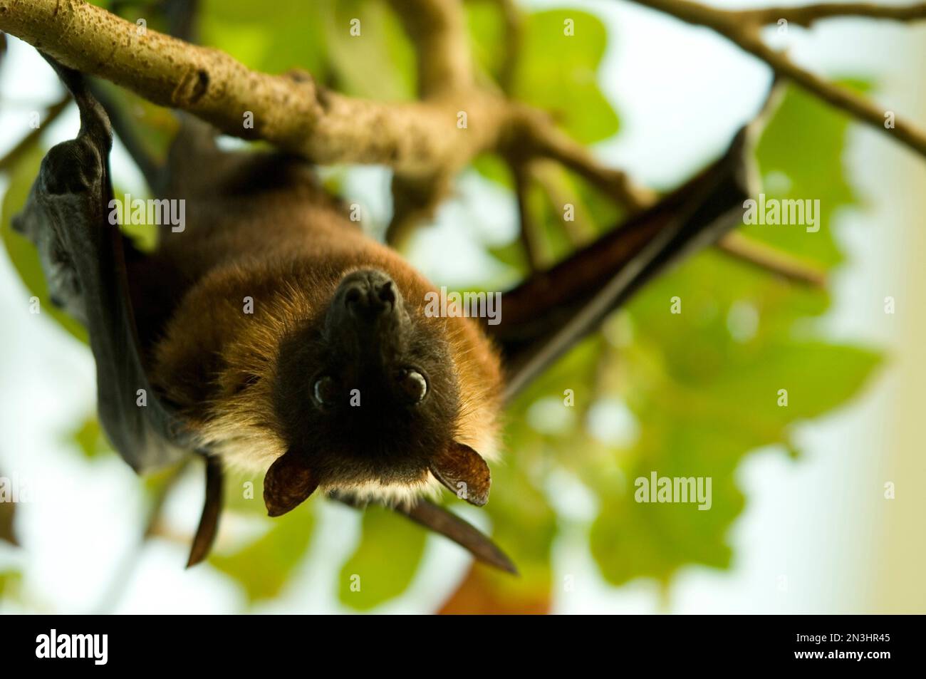 Portrait of an Indian flying fox (Pteropus giganteus) hanging from a tree in a zoo; Wichita, Kansas, United States of America Stock Photo