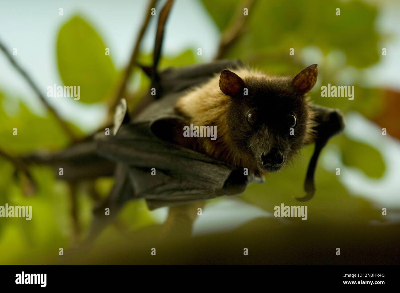 Portrait of an Indian flying fox (Pteropus giganteus) hanging from a tree in a zoo; Wichita, Kansas, United States of America Stock Photo