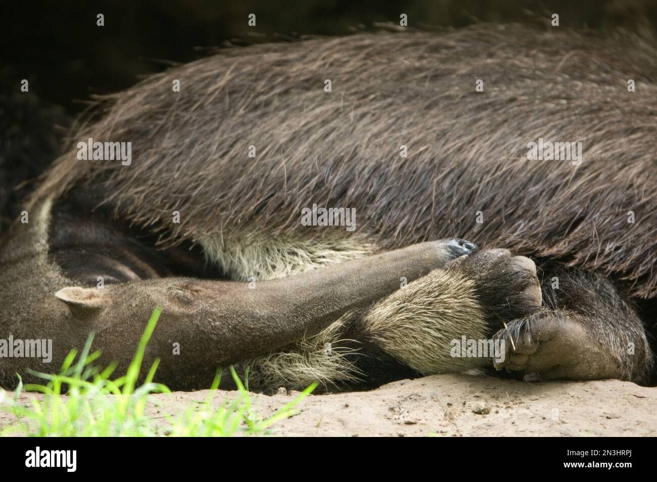 Giant anteater (Myrmecophaga tridactyla) sleeping in a zoo enclosure ...