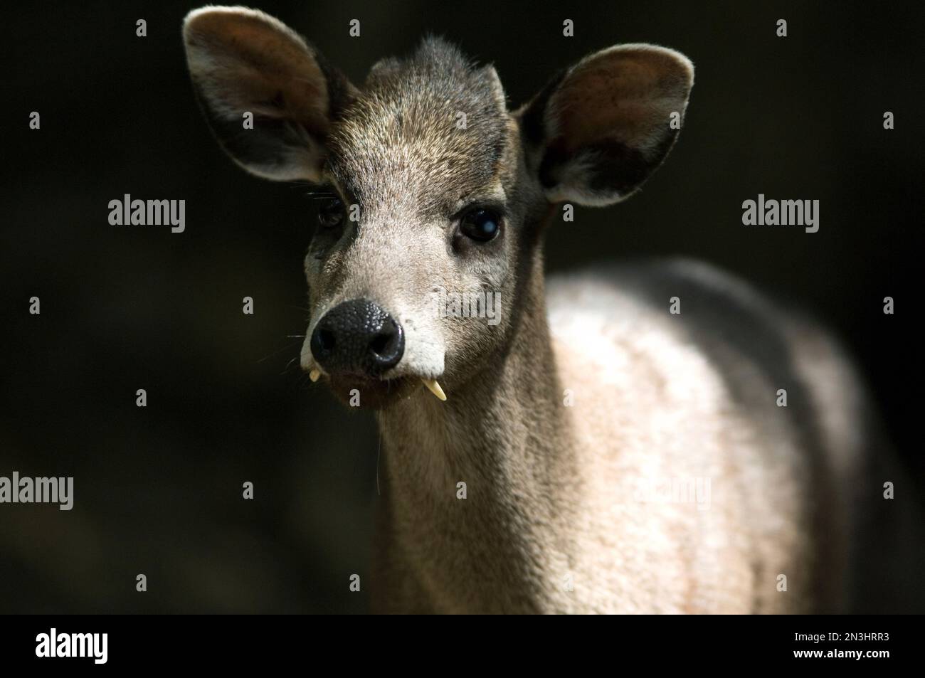 Portrait of a Western tufted deer (Elaphodus cephalophus) at a zoo; Manhattan, Kansas, United States of America Stock Photo