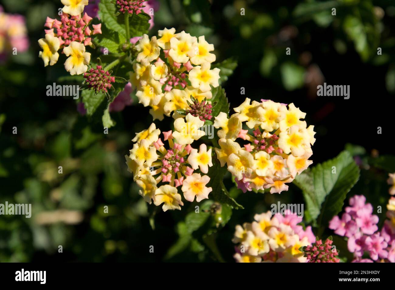 'Ham and eggs' flowers (Lantana camara), also known as Common Lantana